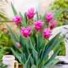 Turmeric Live Plant 4-8 Inch – Curcuma Longa Tropical Herb – Indoor/Outdoor - Image 1