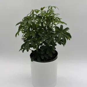 Umbrella Tree Live Plant – 6 inch Potted Schefflera – Indoor Houseplant - Image 2