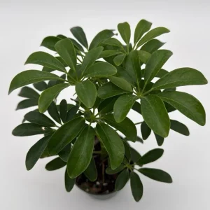 Umbrella Tree Live Plant – 6 inch Potted Schefflera – Indoor Houseplant - Image 3