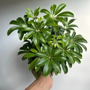 Umbrella Tree Live Plant – 6 inch Potted Schefflera – Indoor Houseplant - Image 4