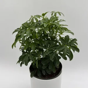 Umbrella Tree Live Plant – 6 inch Potted Schefflera – Indoor Houseplant - Image 5