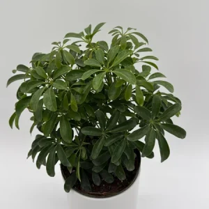 Umbrella Tree Live Plant – 6 inch Potted Schefflera – Indoor Houseplant - Image 6