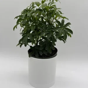 Umbrella Tree Live Plant – 6 inch Potted Schefflera – Indoor Houseplant - Image 7