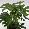 Umbrella Tree Live Plant – 6 inch Potted Schefflera – Indoor Houseplant - Image 1