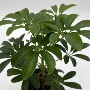Umbrella Tree Live Plant – 6 inch Potted Schefflera – Indoor Houseplant - Image 1
