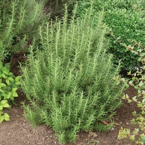 Upright Rosemary Live Plant, 1 Gallon Pot, Aromatic Culinary Herb - Image 2