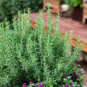 Upright Rosemary Live Plant, 1 Gallon Pot, Aromatic Culinary Herb - Image 1