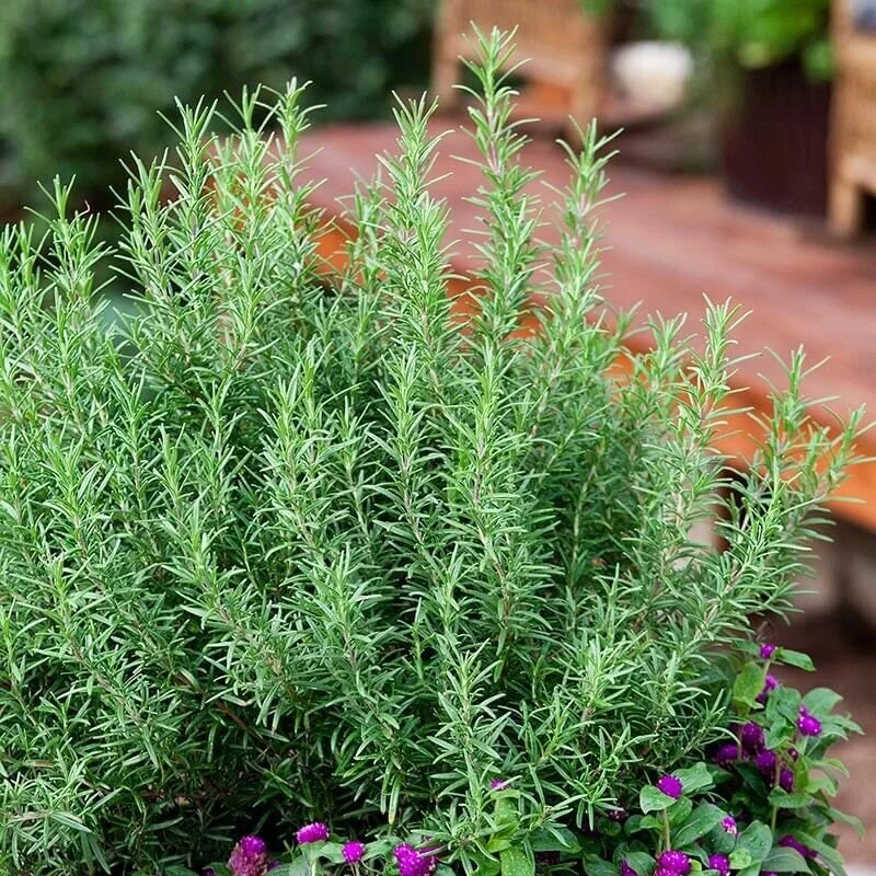 Upright Rosemary Live Plant, 1 Gallon Pot, Aromatic Culinary Herb - Image 1