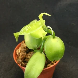 Vanilla Bean Orchid Live Plant - Vanilla planifolia - 2.5