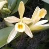 Vanilla Bean Orchid Live Plant - Vanilla planifolia - 2.5" Pot - Image 1