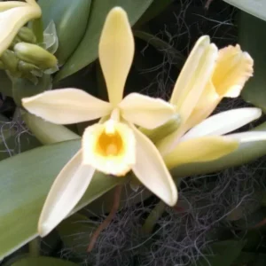 Vanilla Bean Orchid Live Plant - Vanilla planifolia - 2.5