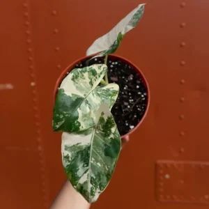 Variegated Alocasia Albo Macrorrhiza Live Plant – 6 inch Pot – Indoor Elephant Ear - Image 2