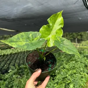 Variegated Alocasia Macrorrhiza Aurea Live Plant - Rare Golden Elephant Ear in 6