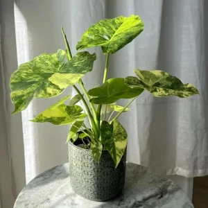 Variegated Alocasia Macrorrhiza Aurea Live Plant - Rare Golden Elephant Ear in 6