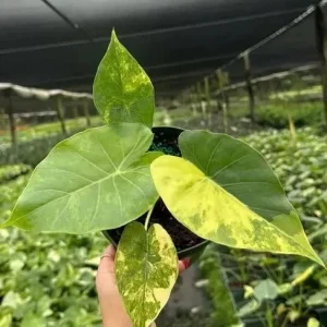 Variegated Alocasia Macrorrhiza Aurea Live Plant - Rare Golden Elephant Ear in 6