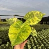 Variegated Alocasia Macrorrhiza Aurea Live Plant - Rare Golden Elephant Ear in 6" Pot - Image 1