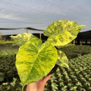 Variegated Alocasia Macrorrhiza Aurea Live Plant - Rare Golden Elephant Ear in 6