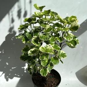 Variegated Aralia Balfouriana Live Plant – Pre-Bonsai Tropical Houseplant – 6" Pot - Image 2