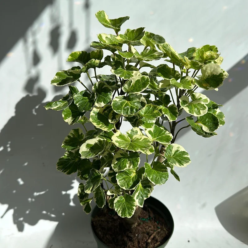 Variegated Aralia Balfouriana Live Plant – Pre-Bonsai Tropical Houseplant – 6" Pot - Image 2