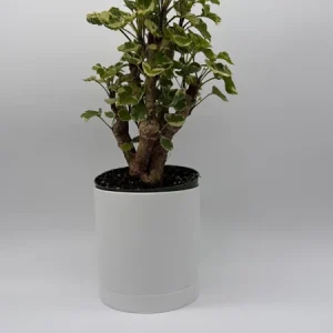 Variegated Aralia Balfouriana Live Plant – Pre-Bonsai Tropical Houseplant – 6
