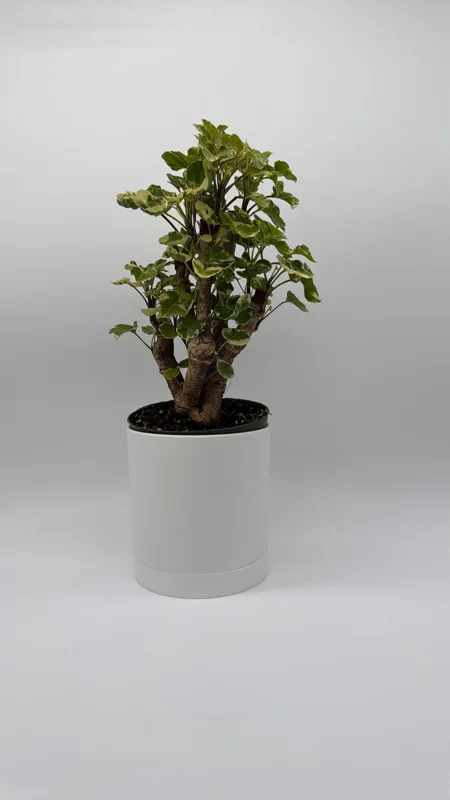 Variegated Aralia Balfouriana Live Plant – Pre-Bonsai Tropical Houseplant 6" Pot - Image 3