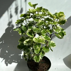 Variegated Aralia Balfouriana Live Plant – Pre-Bonsai Tropical Houseplant – 6