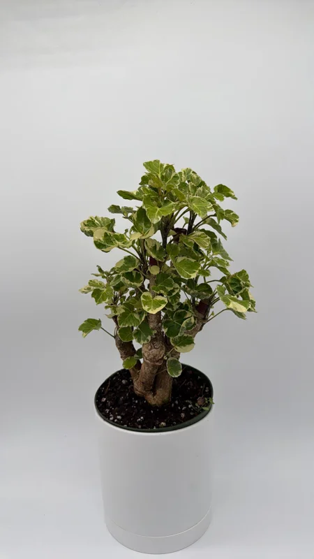 Variegated Aralia Balfouriana Live Plant – Pre-Bonsai Tropical Houseplant – 6" Pot - Image 1