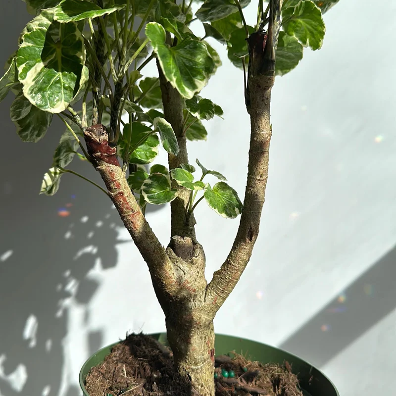 Variegated Aralia Balfouriana Live Plant – Pre-Bonsai Tropical Houseplant 6" Pot - Image 5