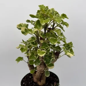 Variegated Aralia Balfouriana Live Plant – Pre-Bonsai Tropical Houseplant 6