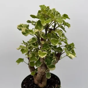 Variegated Aralia Balfouriana Live Plant – Pre-Bonsai Tropical Houseplant – 6