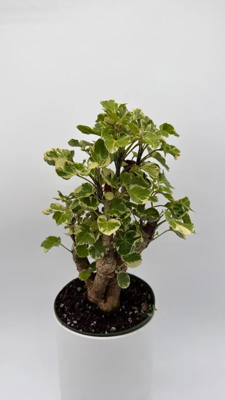 Variegated Aralia Balfouriana Live Plant – Pre-Bonsai Tropical Houseplant – 6" Pot - Image 6