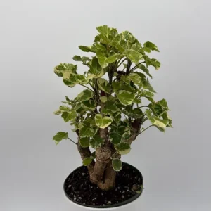 Variegated Aralia Balfouriana Live Plant – Pre-Bonsai Tropical Houseplant 6" Pot - Image 1
