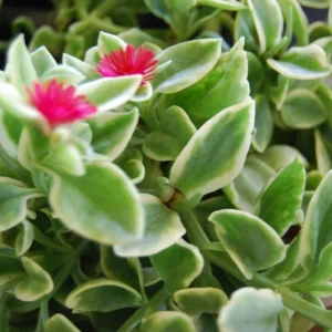 Variegated Baby Sun Rose Live Plant - Heart Leaf Succulent Aptenia Cordifolia - Image 2