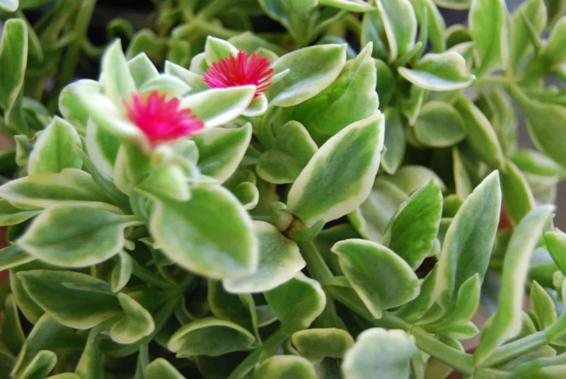 Variegated Baby Sun Rose Live Plant - Heart Leaf Succulent Aptenia Cordifolia - Image 2