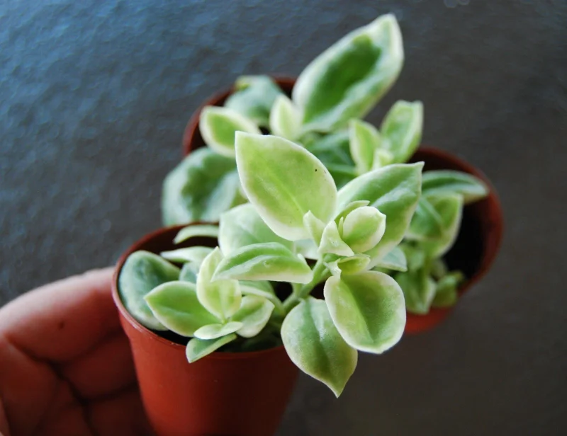 Variegated Baby Sun Rose Live Plant - Heart Leaf Succulent Aptenia Cordifolia - Image 3