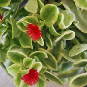 Variegated Baby Sun Rose Live Plant - Heart Leaf Succulent Aptenia Cordifolia - Image 4