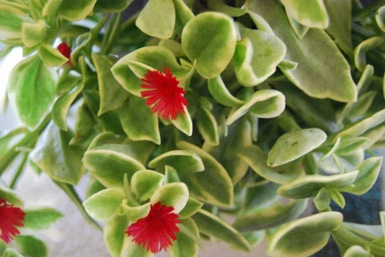 Variegated Baby Sun Rose Live Plant - Heart Leaf Succulent Aptenia Cordifolia - Image 4