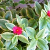 Variegated Baby Sun Rose Live Plant - Heart Leaf Succulent Aptenia Cordifolia - Image 1