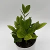 Variegated Chameleon ZZ Plant – Live Houseplant – 6 inch Pot – Indoor - Image 1