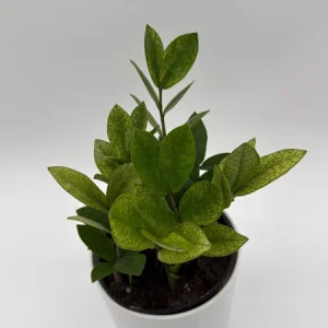 Variegated Chameleon ZZ Plant – Live Houseplant – 6 inch Pot – Indoor - Image 1