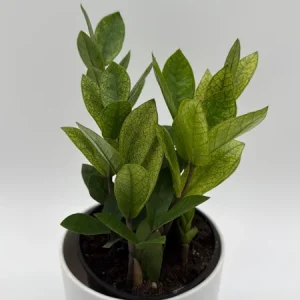 Variegated Chameleon ZZ Plant – Live Houseplant – 6 inch Pot – Indoor - Image 2