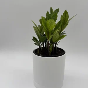 Variegated Chameleon ZZ Plant – Live Houseplant – 6 inch Pot – Indoor - Image 3