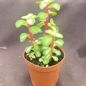 Variegated Elephant Bush Succulent – Portulacaria afra 'Medio-Picta' – Live Plant – 3 Rooted Plants in 2