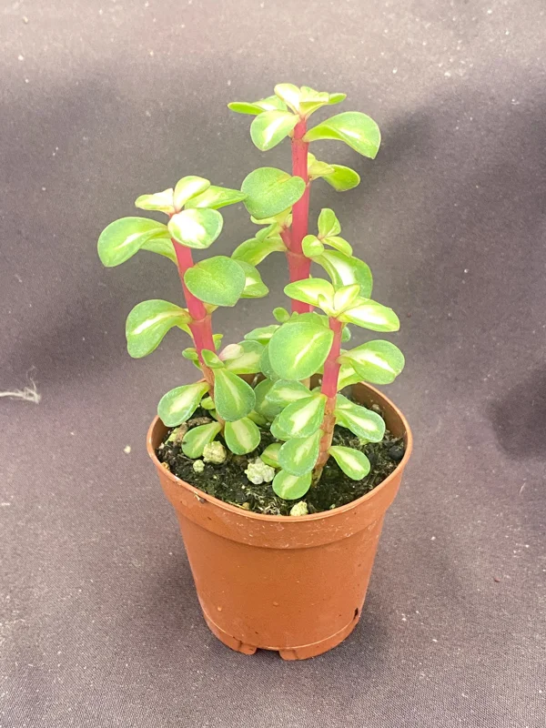 Variegated Elephant Bush Succulent – Portulacaria afra 'Medio-Picta' – Live Plant – 3 Rooted Plants in 2" Pot – Indoor/Outdoor - Image 2