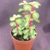 Variegated Elephant Bush Succulent – Portulacaria afra 'Medio-Picta' – Live Plant – 3 Rooted Plants in 2" Pot – Indoor/Outdoor - Image 1