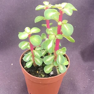 Variegated Elephant Bush Succulent – Portulacaria afra 'Medio-Picta' – Live Plant – 3 Rooted Plants in 2