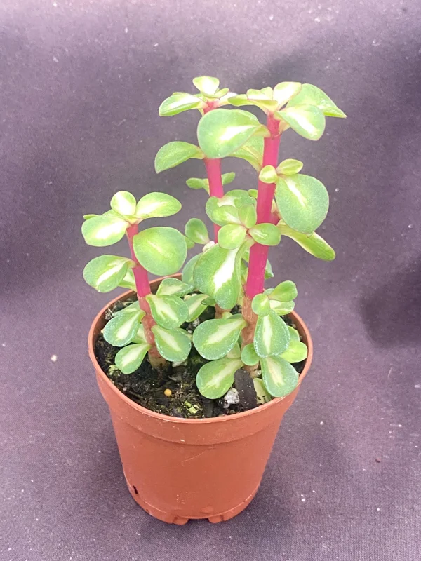 Variegated Elephant Bush Succulent – Portulacaria afra 'Medio-Picta' – Live Plant – 3 Rooted Plants in 2" Pot – Indoor/Outdoor - Image 1