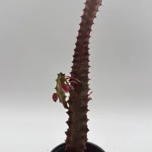 Variegated Euphorbia Trigona Pink Royal Live Plant – 4