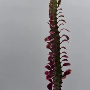 Variegated Euphorbia Trigona Pink Royal Live Plant – 4