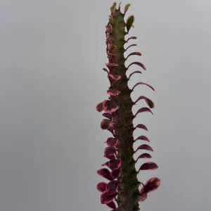 Variegated Euphorbia Trigona Pink Royal Live Plant – 4